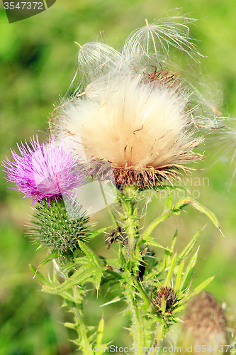 Image of flowers and seeds of Carduus