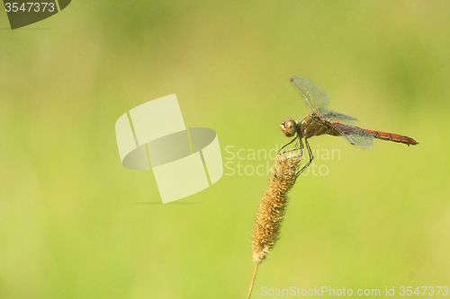 Image of macro of dragonfly