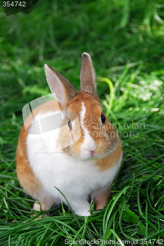 Image of Bunny rabbit