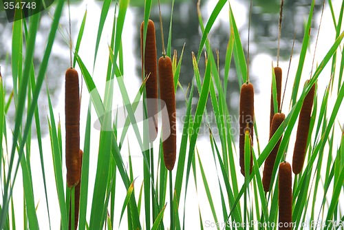 Image of Cattails