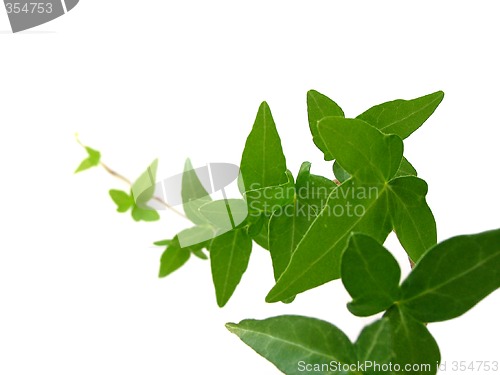 Image of Ivy on white background 1