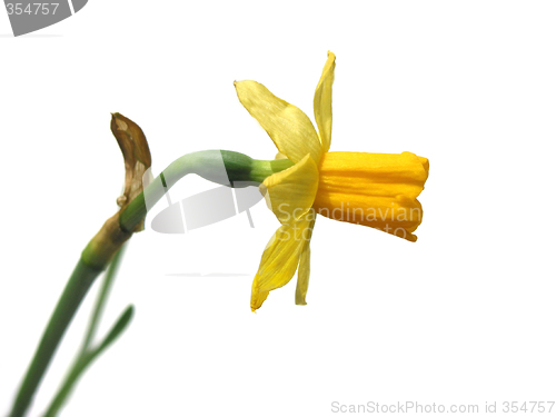 Image of Daffodil on white