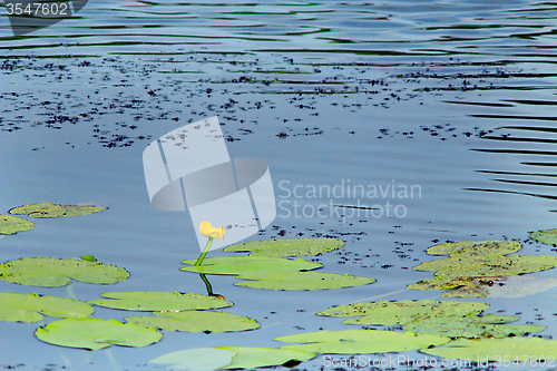 Image of white flowers of Nuphar lutea