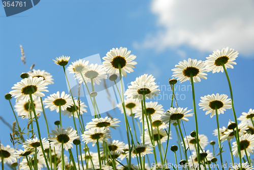 Image of Daises with blue sky