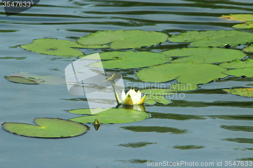 Image of white flower of Nymphaea alba