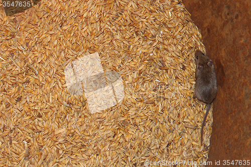 Image of mouse on the wheat in the pantry