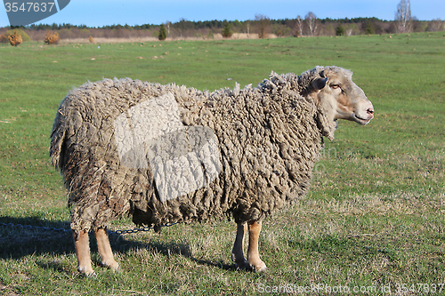 Image of sheep standing on the grass