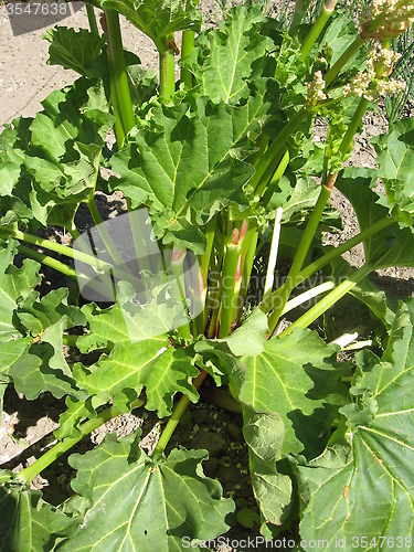 Image of big bush of rhubarb