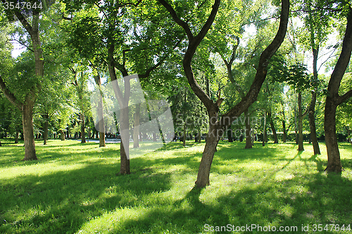 Image of Beautiful park with many green trees