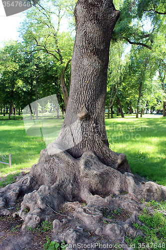 Image of Beautiful and unique tree in the park