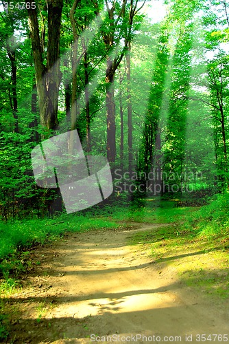 Image of Sunny forest