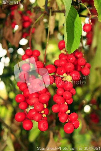 Image of branch of red ripe schisandra 