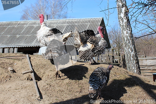Image of flight of turkeys in the village