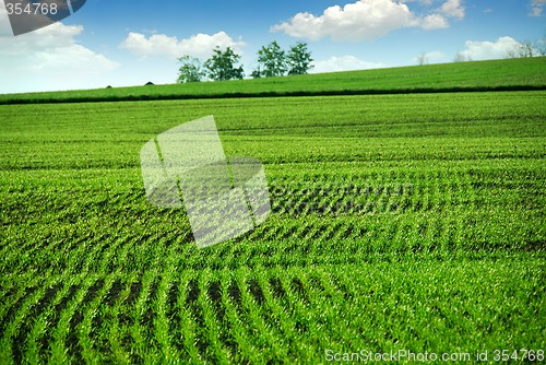 Image of Green farm field