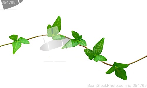 Image of Green ivy on white