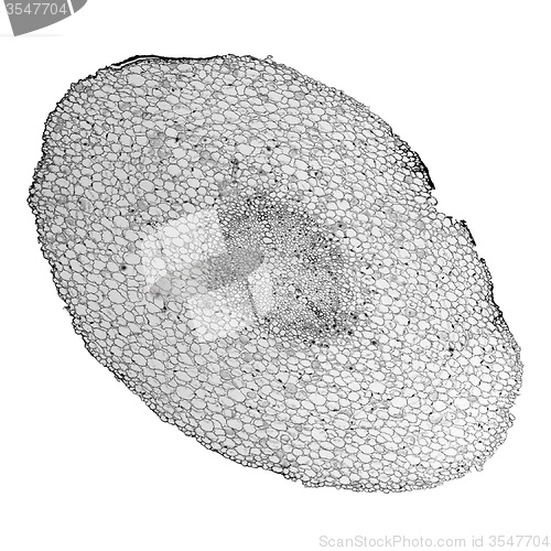 Image of Black and white Vicia faba root micrograph