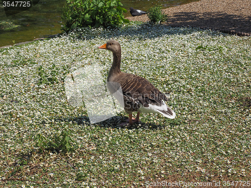 Image of Duck bird