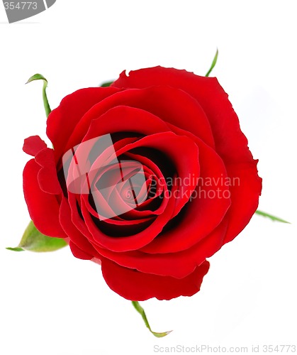 Image of Red rose