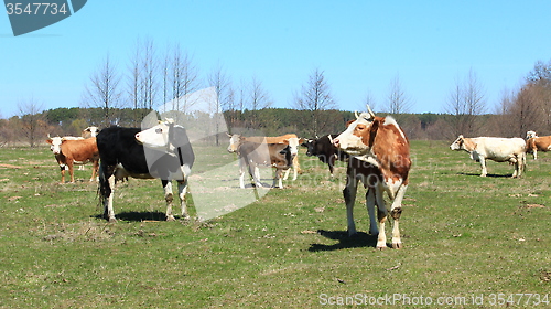 Image of cows on the farm pasture