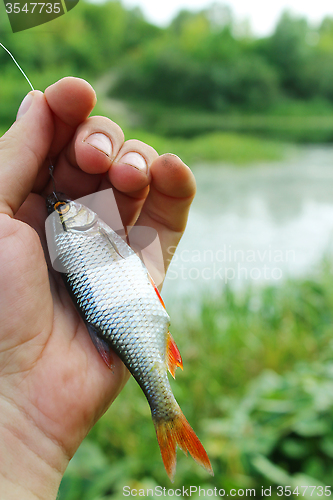 Image of caught rudd laying in the hand