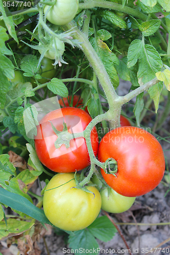 Image of red tomatoes in the bush