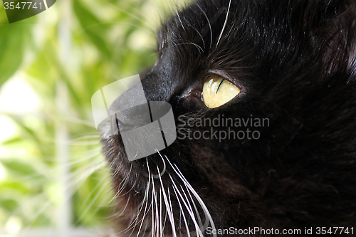 Image of gaze cat