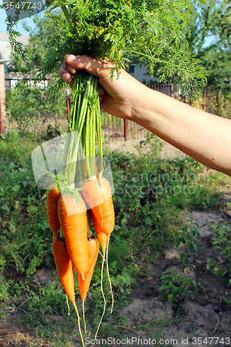 Image of bunch of carrots in the hand