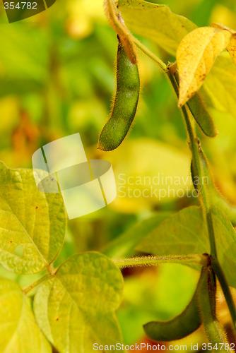 Image of Soybeans