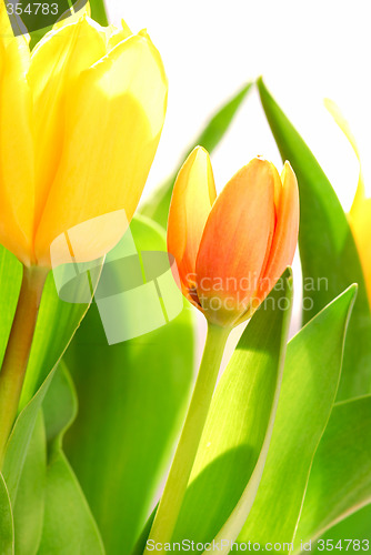 Image of Tulips