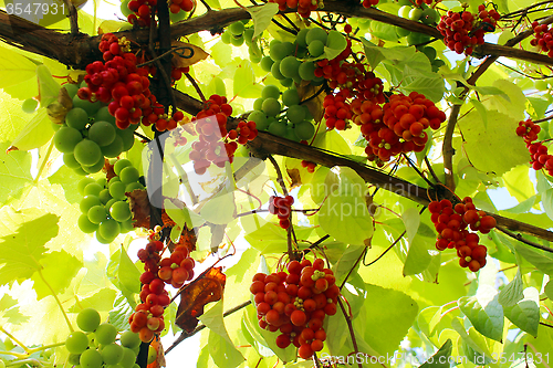 Image of red ripe schisandra 