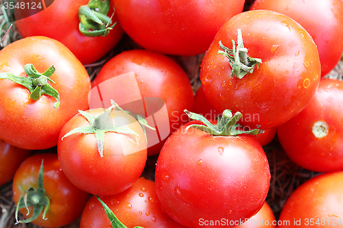Image of crop of red ripe tomatoes 