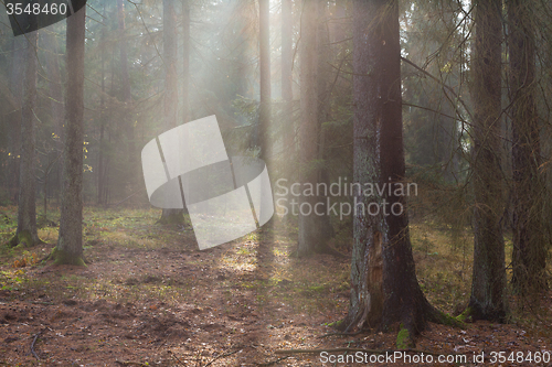 Image of Autumnal misty morning in the forest