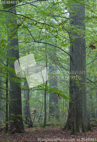 Image of Old oaks in autumnal misty forest