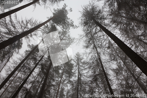 Image of Dead trees of coniferous stand in mist
