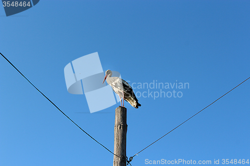 Image of stork standing on the telegraph-pole