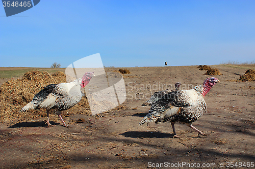 Image of flight of turkeys in the country field