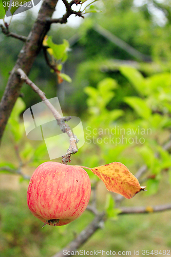 Image of ripe apple on the branch