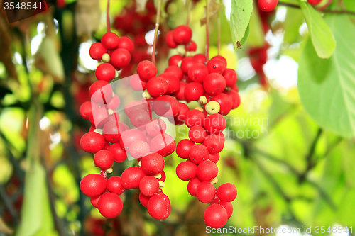 Image of branch of red ripe schisandra 