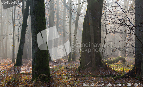 Image of Autumnal morning in the forest with mist and old trees