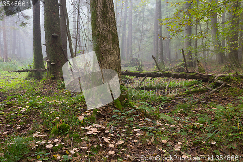 Image of Large broken tree lying in misty forest