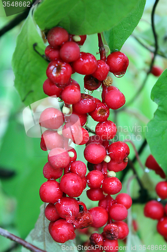 Image of red schisandra 