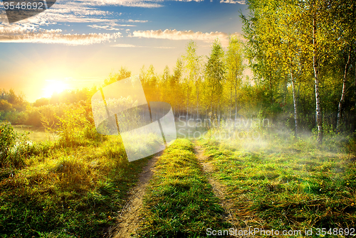 Image of Fog in birch grove