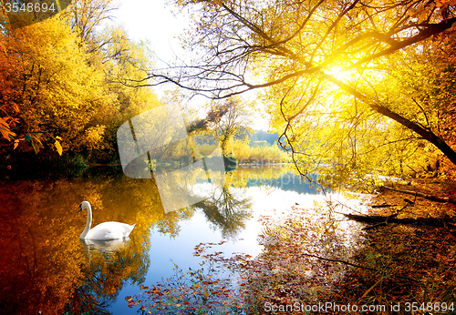 Image of Swan in autumn