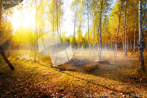 Image of Birches in autumn