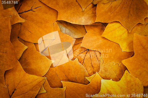 Image of Autumn leaves