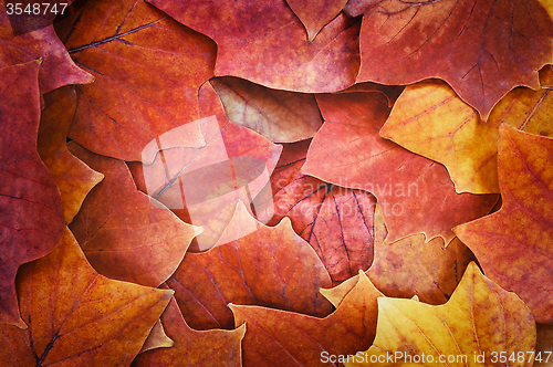 Image of Autumn leaves