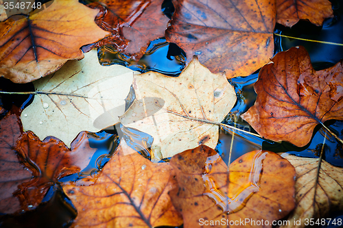 Image of Autumn leaves