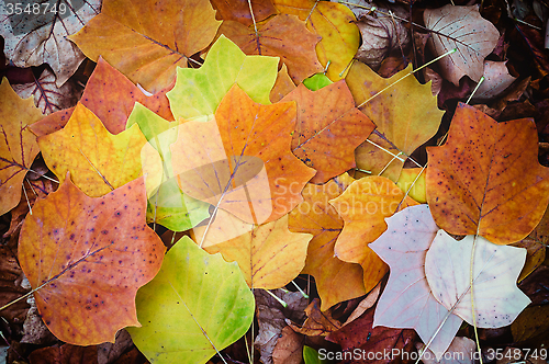 Image of Autumn Leaves