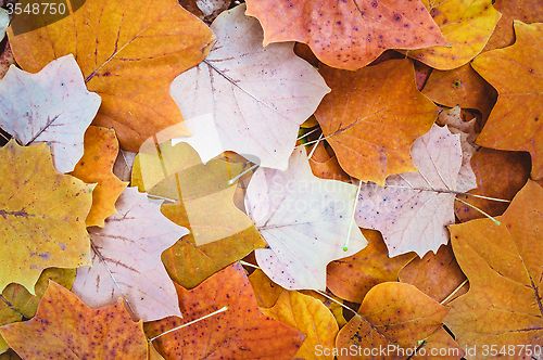 Image of Autumn Leaves