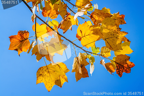 Image of Autumn leaves in the blue sky